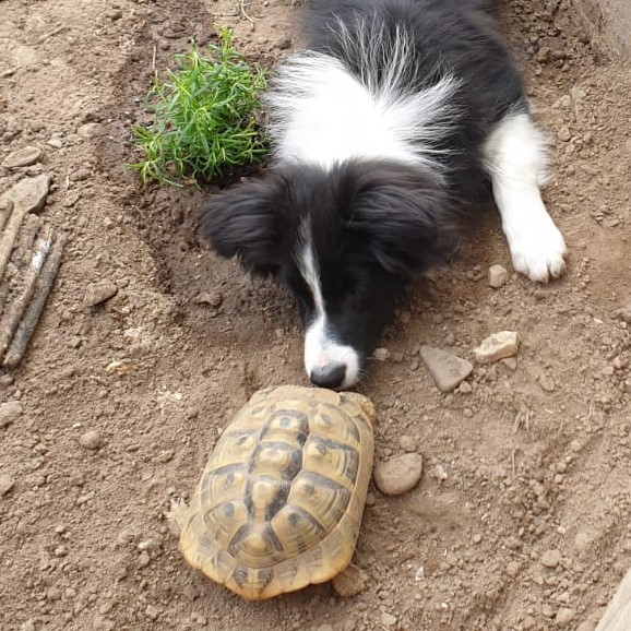 Unverstanden? Border Collie und Schildkröte haben sich nichts zu sagen.